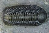 Nice, Austerops Trilobite - Visible Eye Facets #165912-2